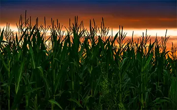 Corn Plantation at dusk, Osorno, Chile