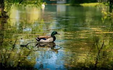 Mallard in the pond, duck, Center Islands, Toronto