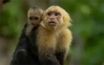 Capuchin monkeys family, Manuel Antonio National Park, Costa Rica