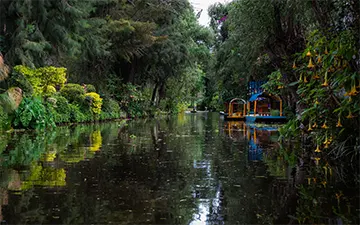 Exuberant Vegetation, Xochimilco, México