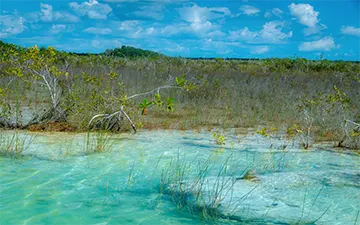 Stromatolites in the pristine lagoon, Bacalar, México