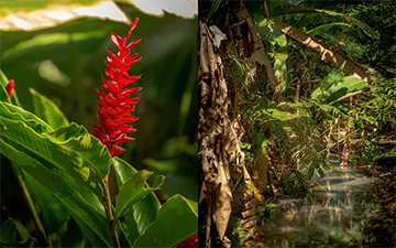 Alpinia Purpurata, Jungle, Manuel Antonio National Park, Costa Rica
